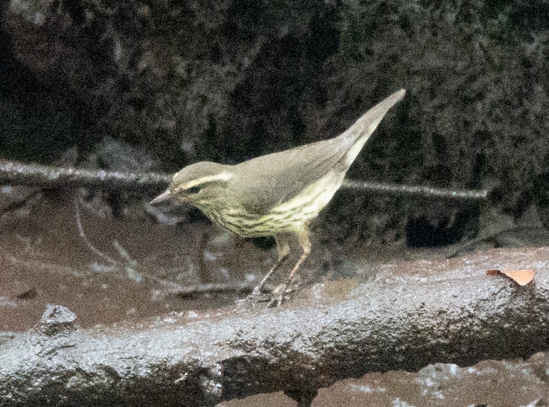 Northern Waterthrush - ML622967553