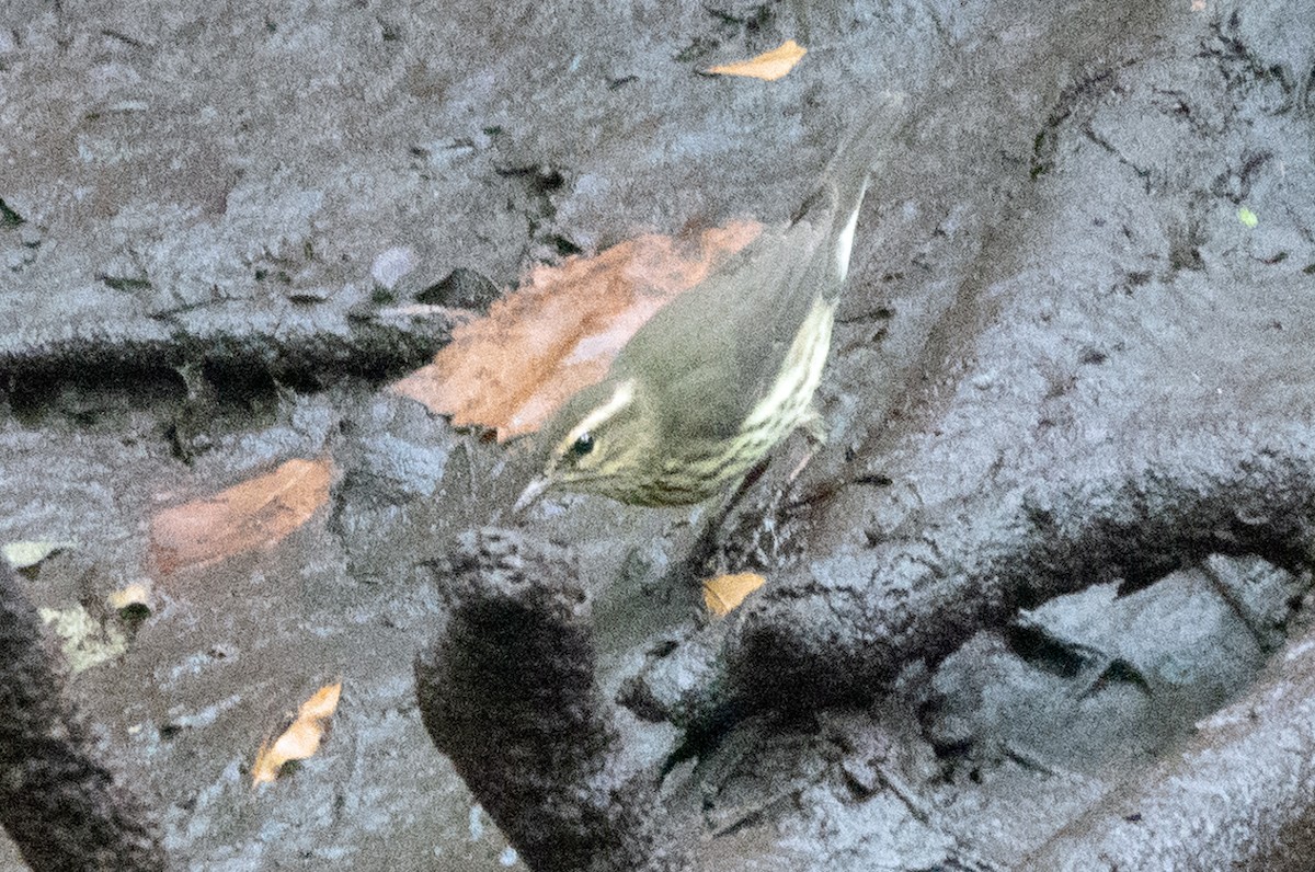 Northern Waterthrush - ML622967554