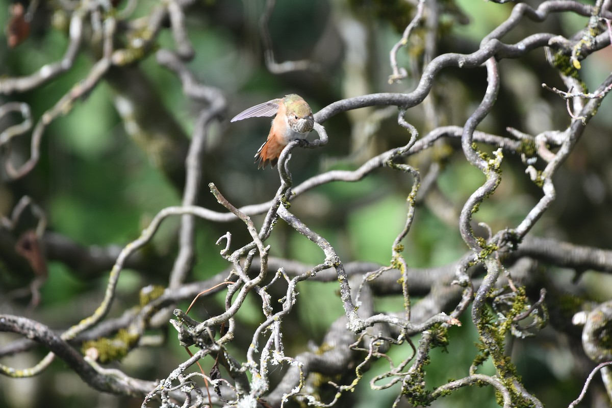 Rufous Hummingbird - ML622967569