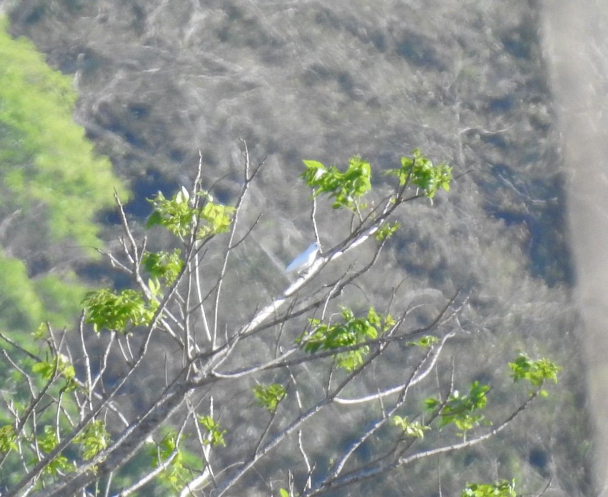 Yellow-billed Cotinga - ML622967642