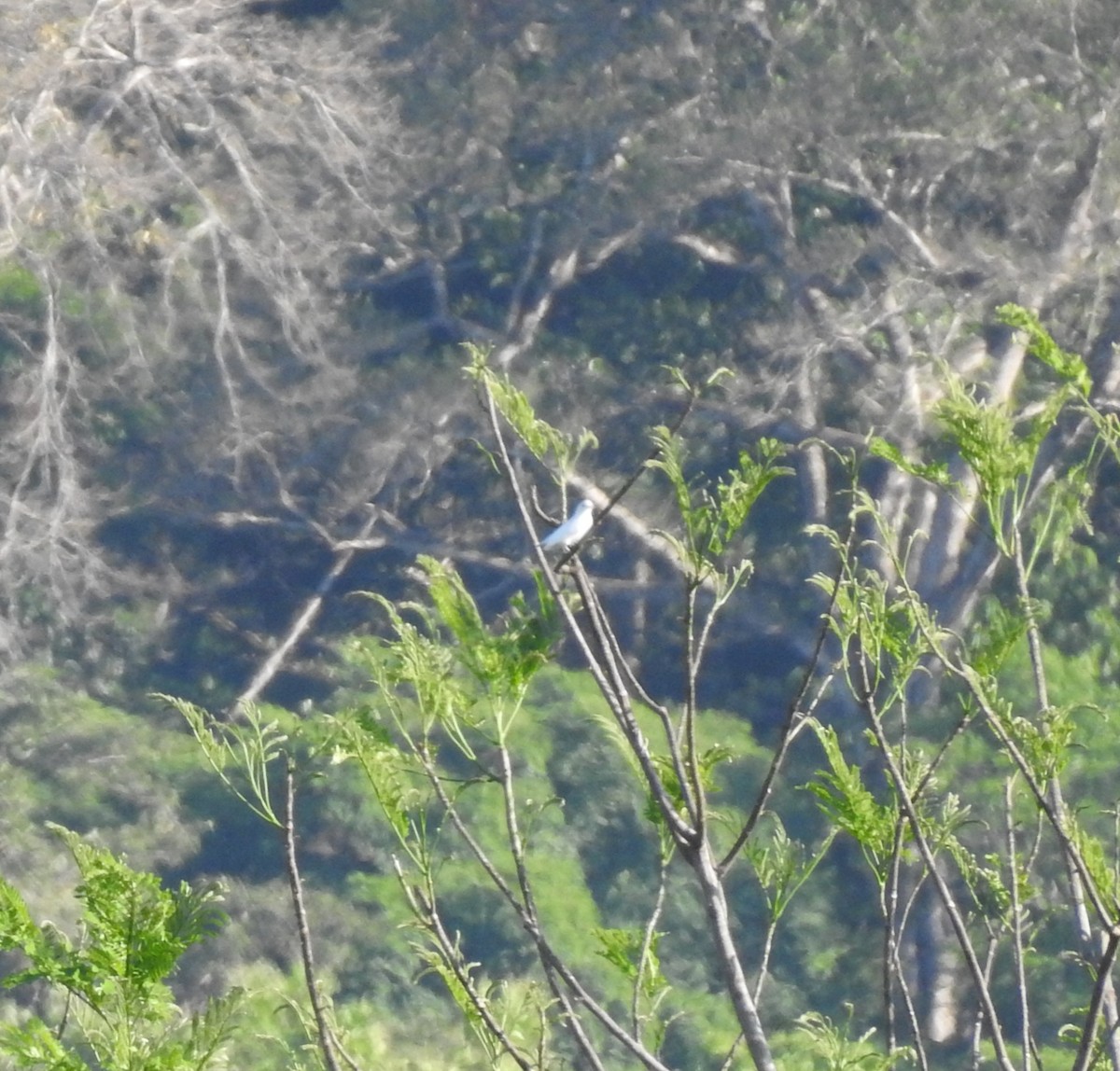 Yellow-billed Cotinga - ML622967643