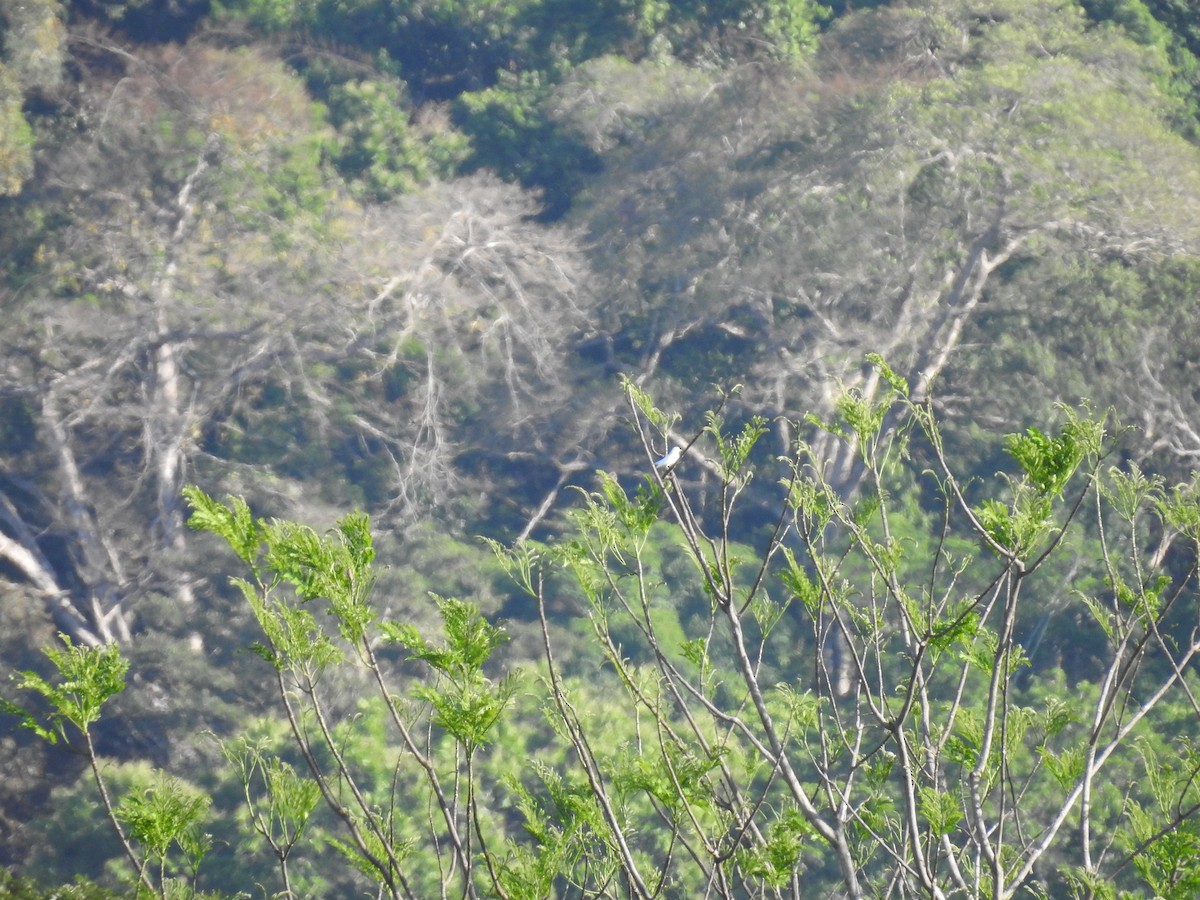 Yellow-billed Cotinga - ML622967647