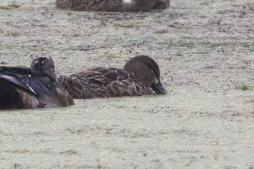 Blue-winged Teal - Anonymous