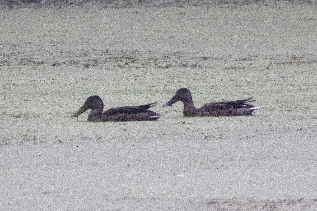 Northern Shoveler - ML622967710