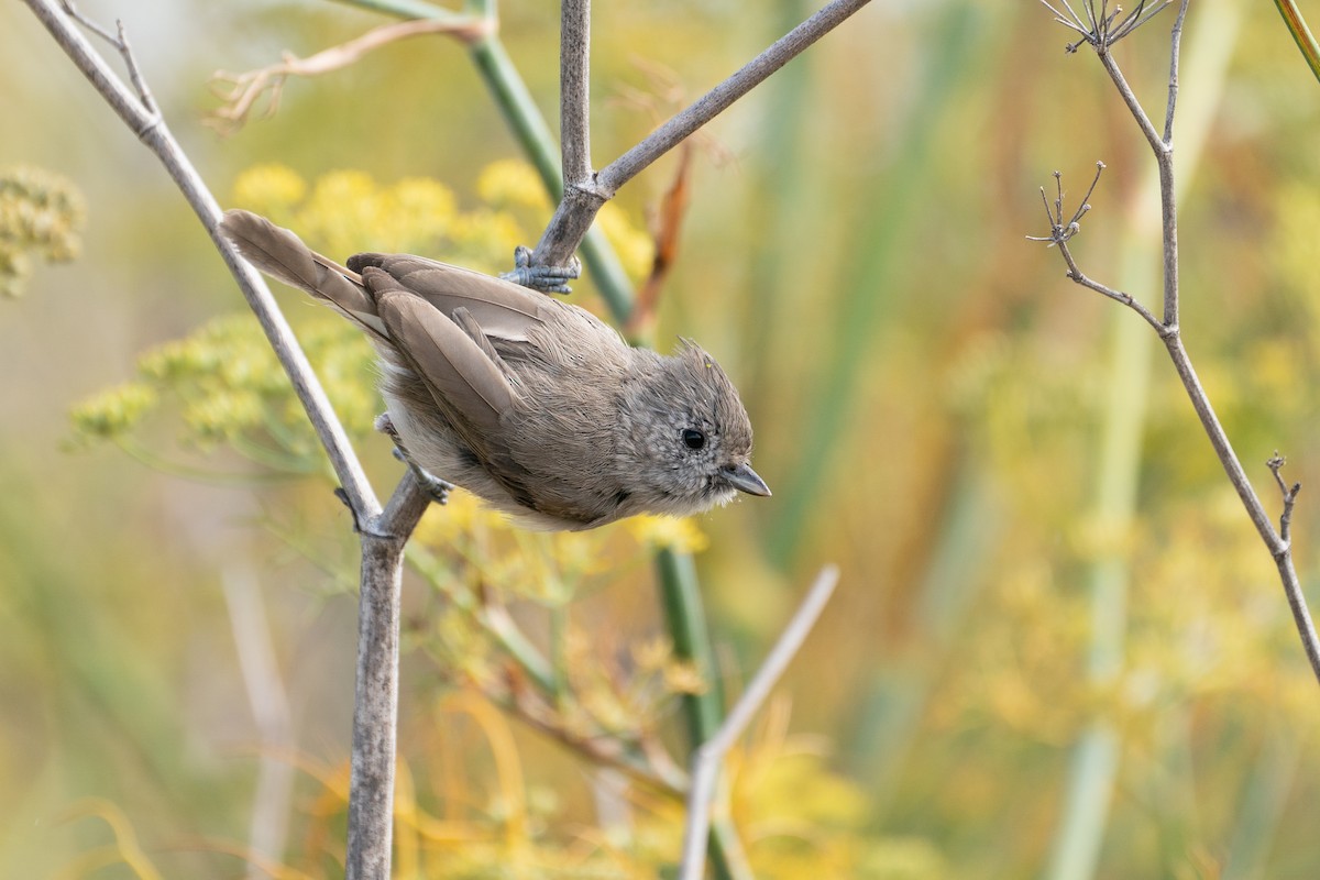 Oak Titmouse - ML622967753