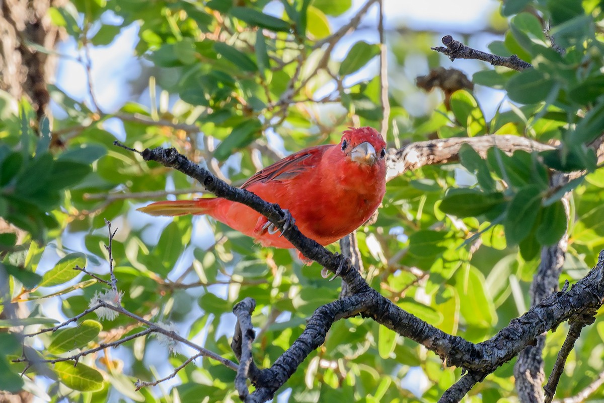 Summer Tanager - ML622967787