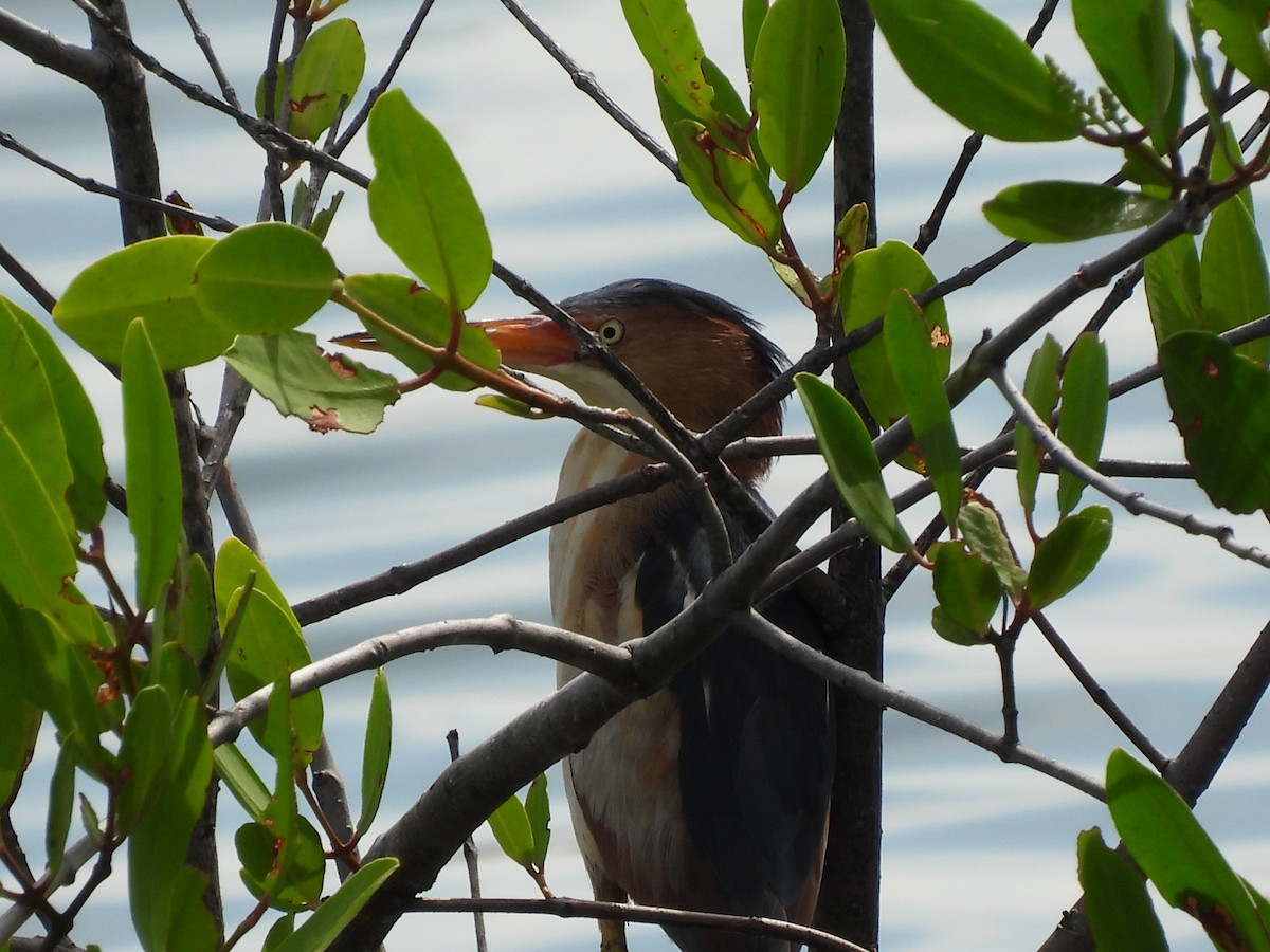 Least Bittern - ML622967881