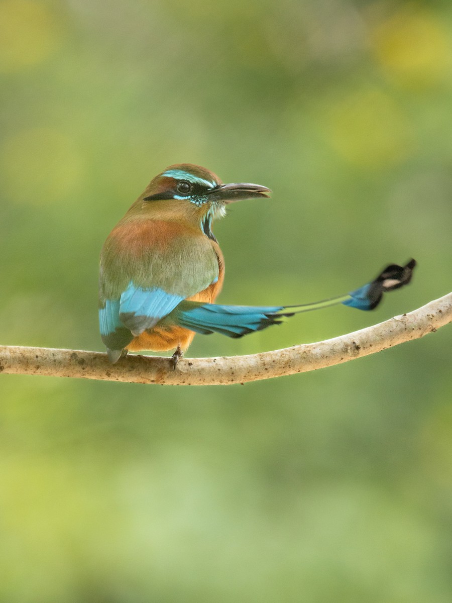 Motmot à sourcils bleus - ML622968071