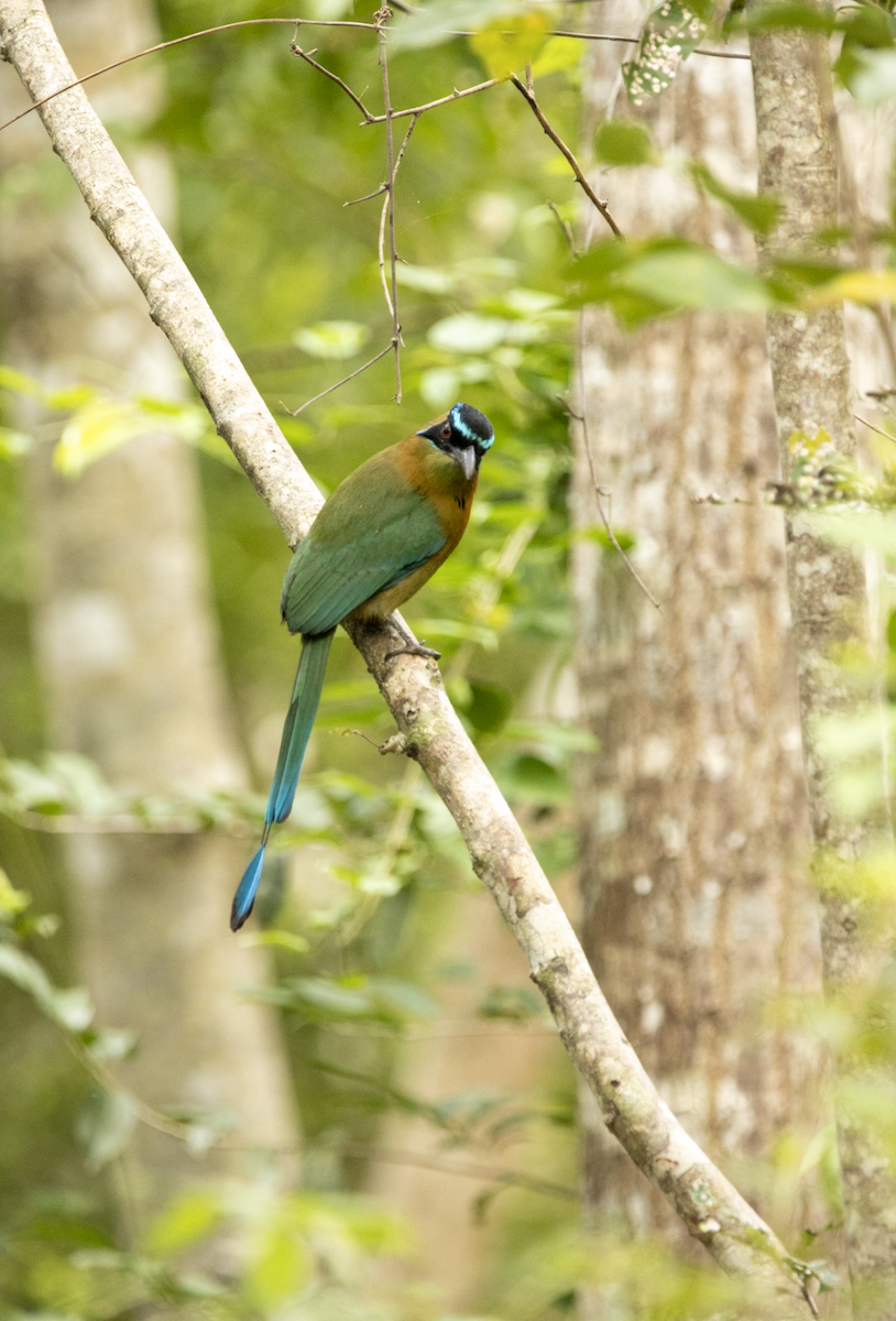 Motmot à sourcils bleus - ML622968080