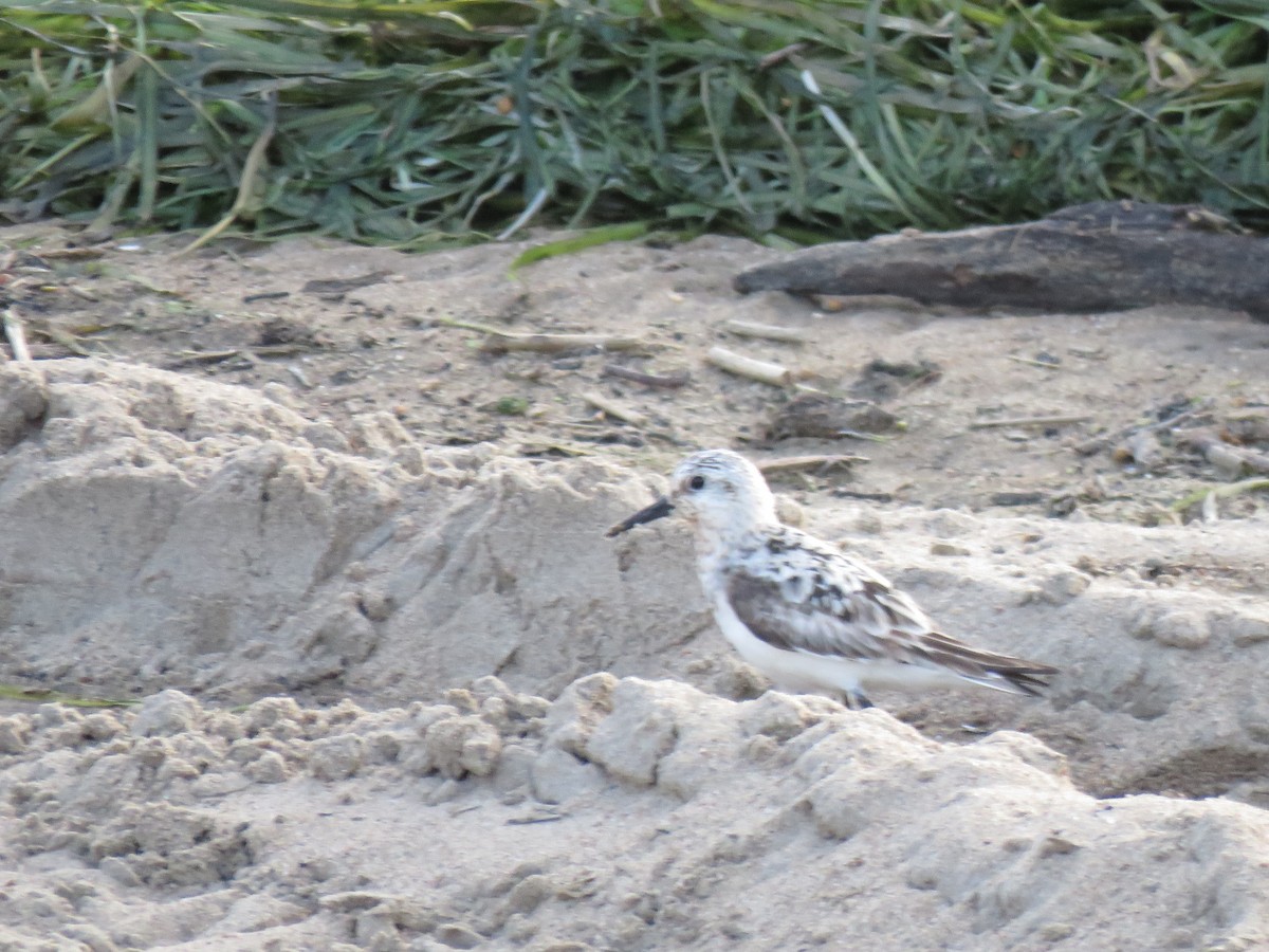 Sanderling - ML622968101