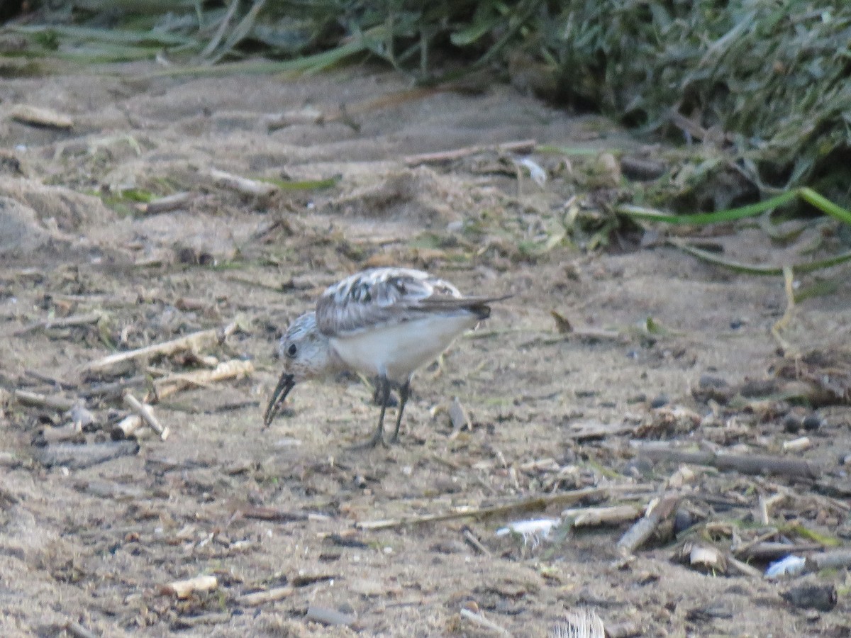 Sanderling - ML622968102