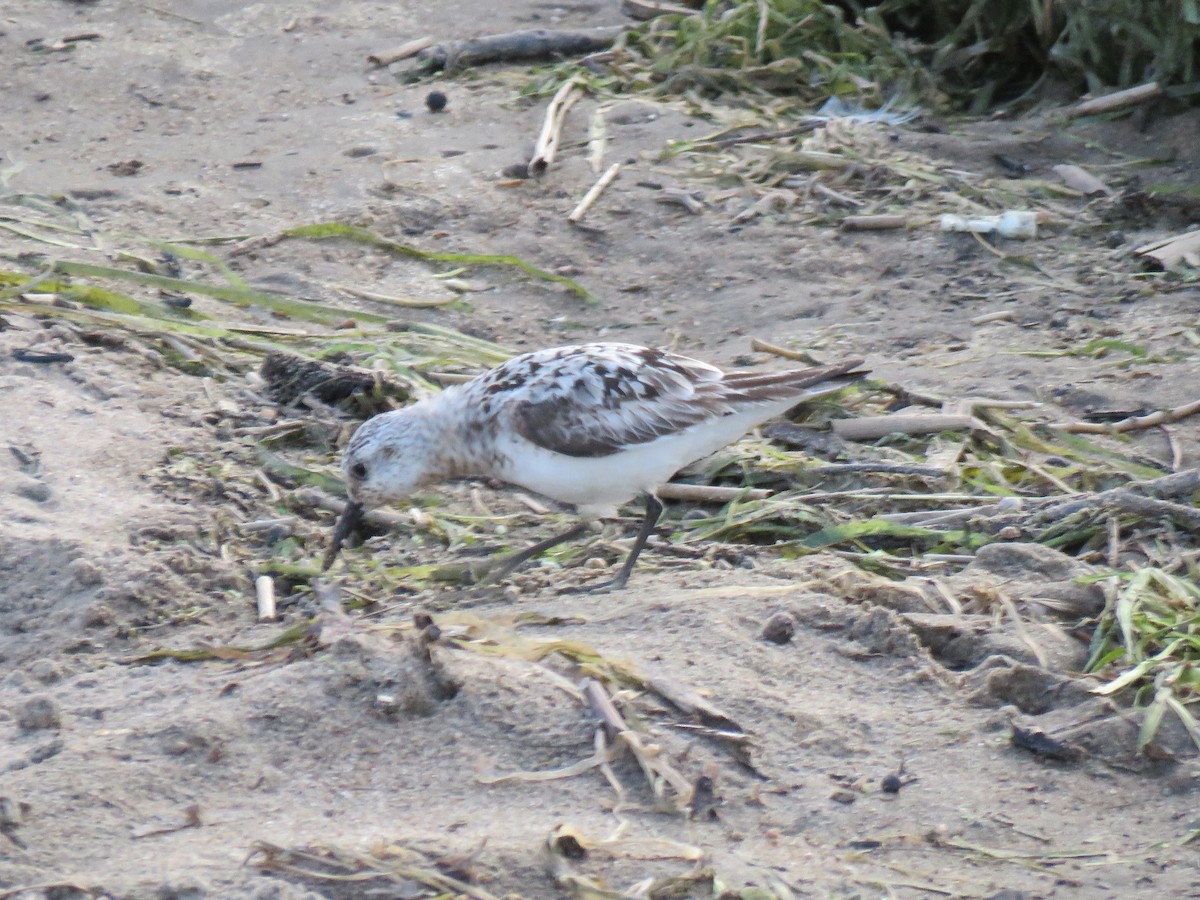 Sanderling - ML622968103