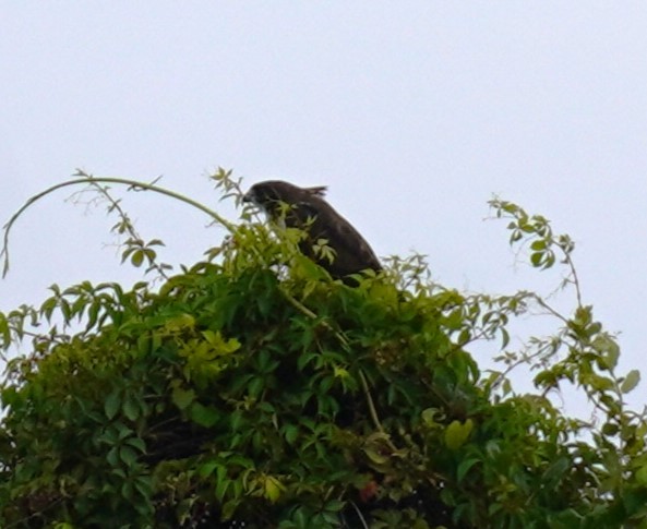 Short-tailed Hawk - ML622968129