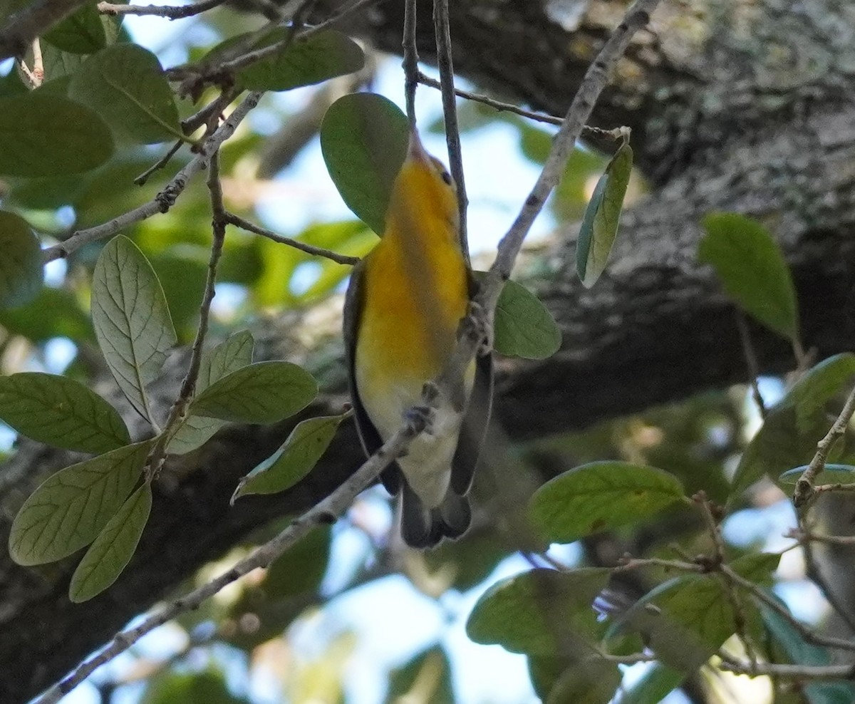 Prothonotary Warbler - ML622968138