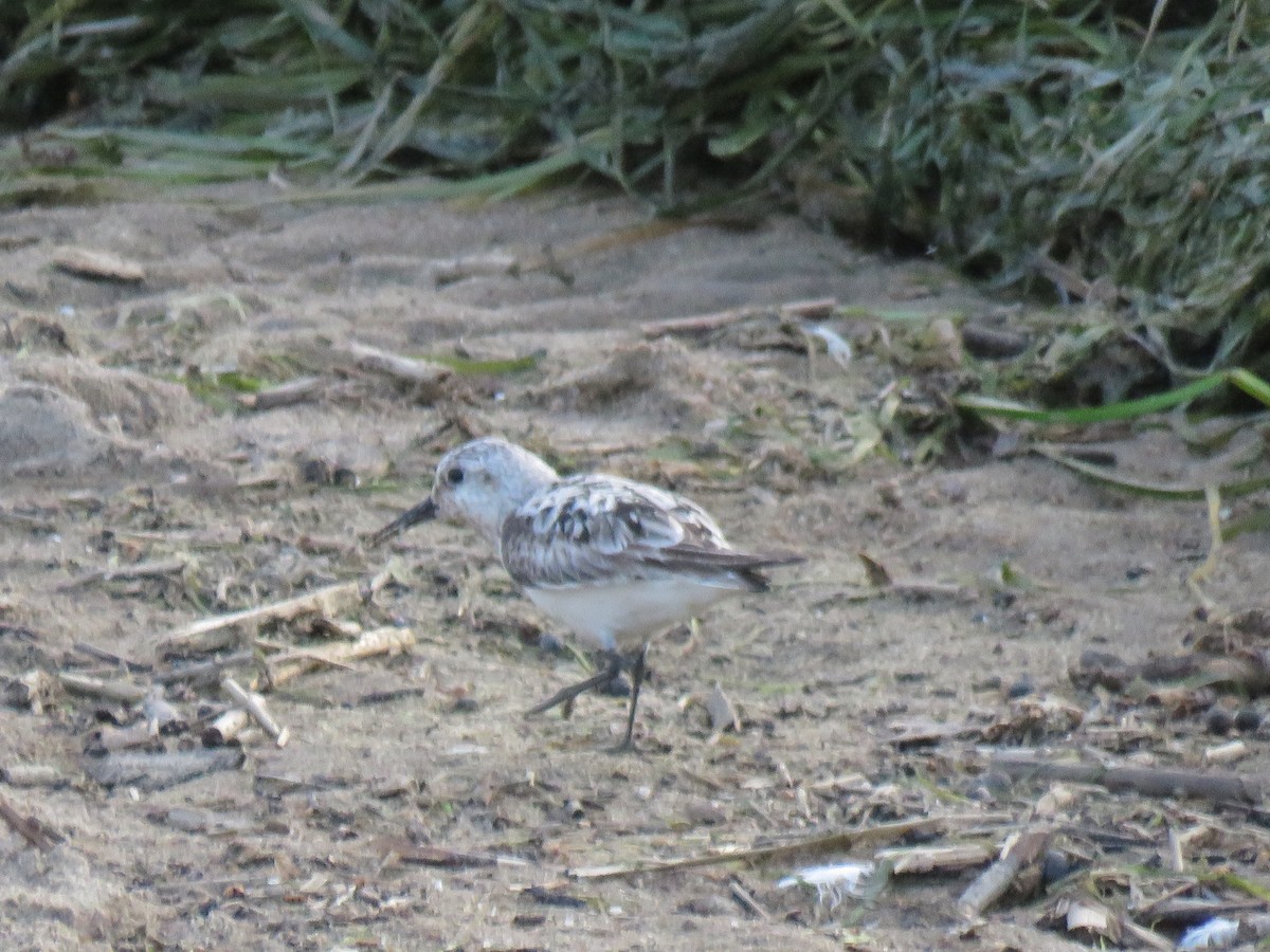 Sanderling - ML622968143