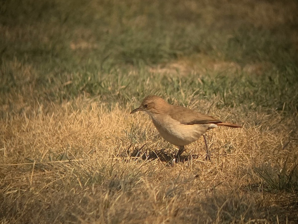 Rufous Hornero - ML622968156