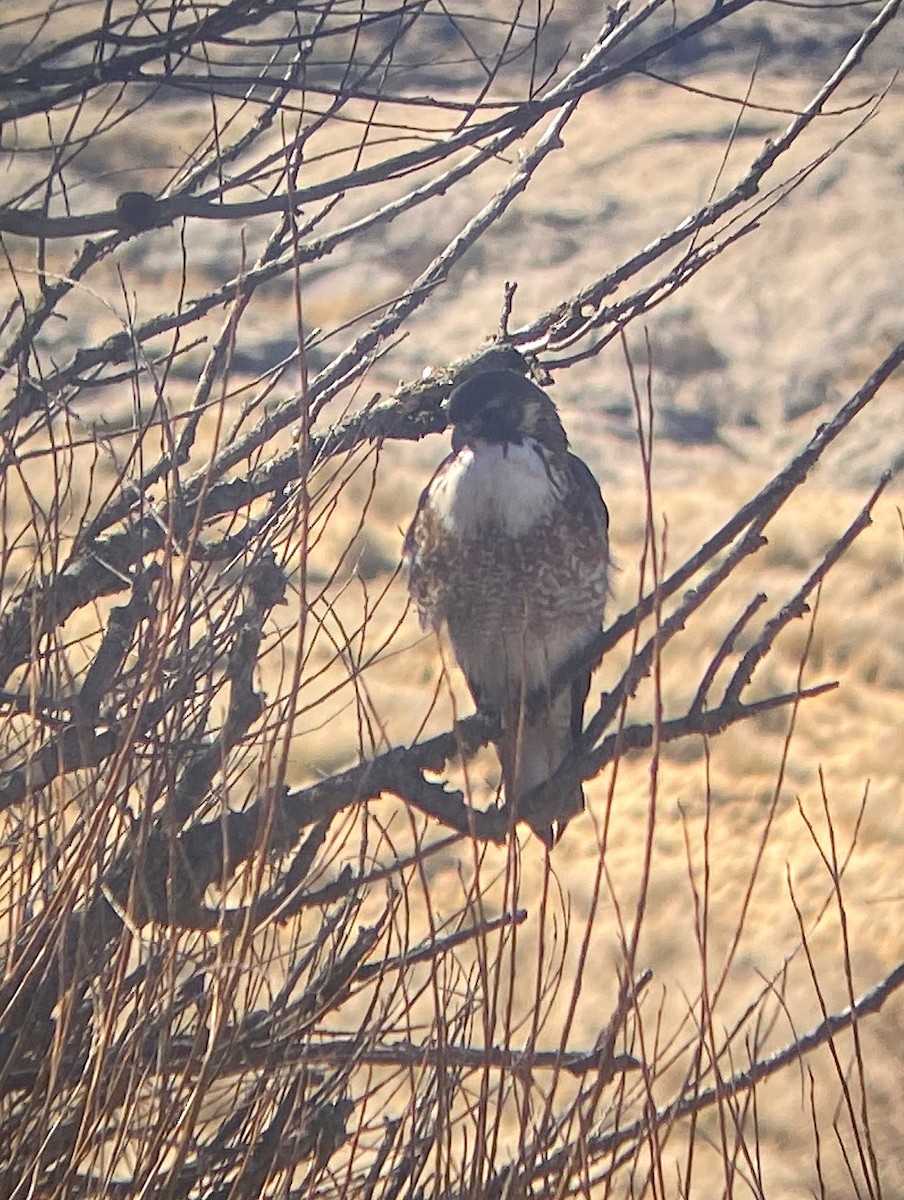 Variable Hawk - ML622968165