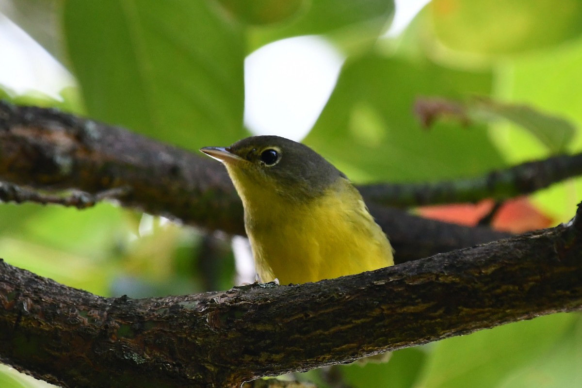 Canada Warbler - ML622968335