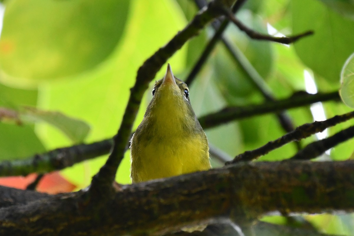 Canada Warbler - ML622968336