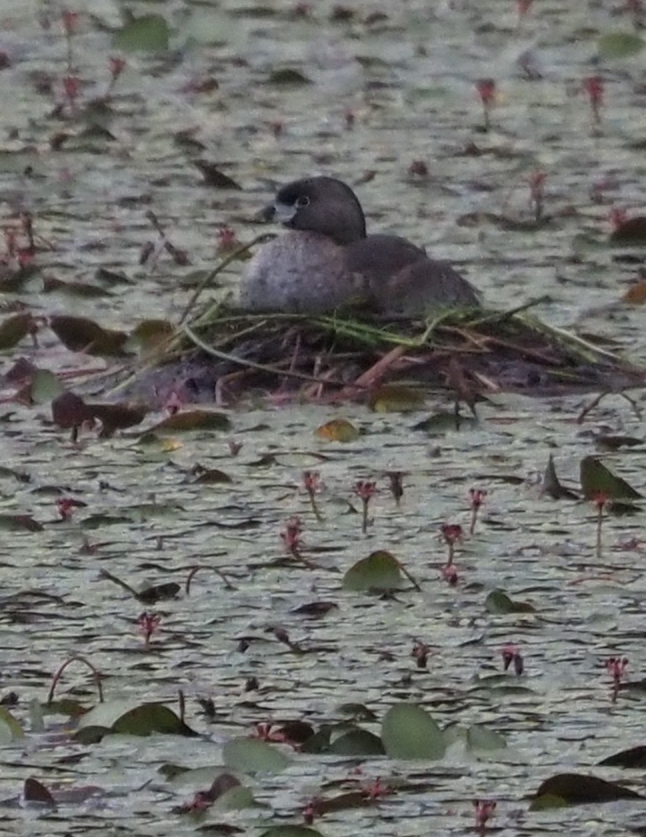 Pied-billed Grebe - ML622968358