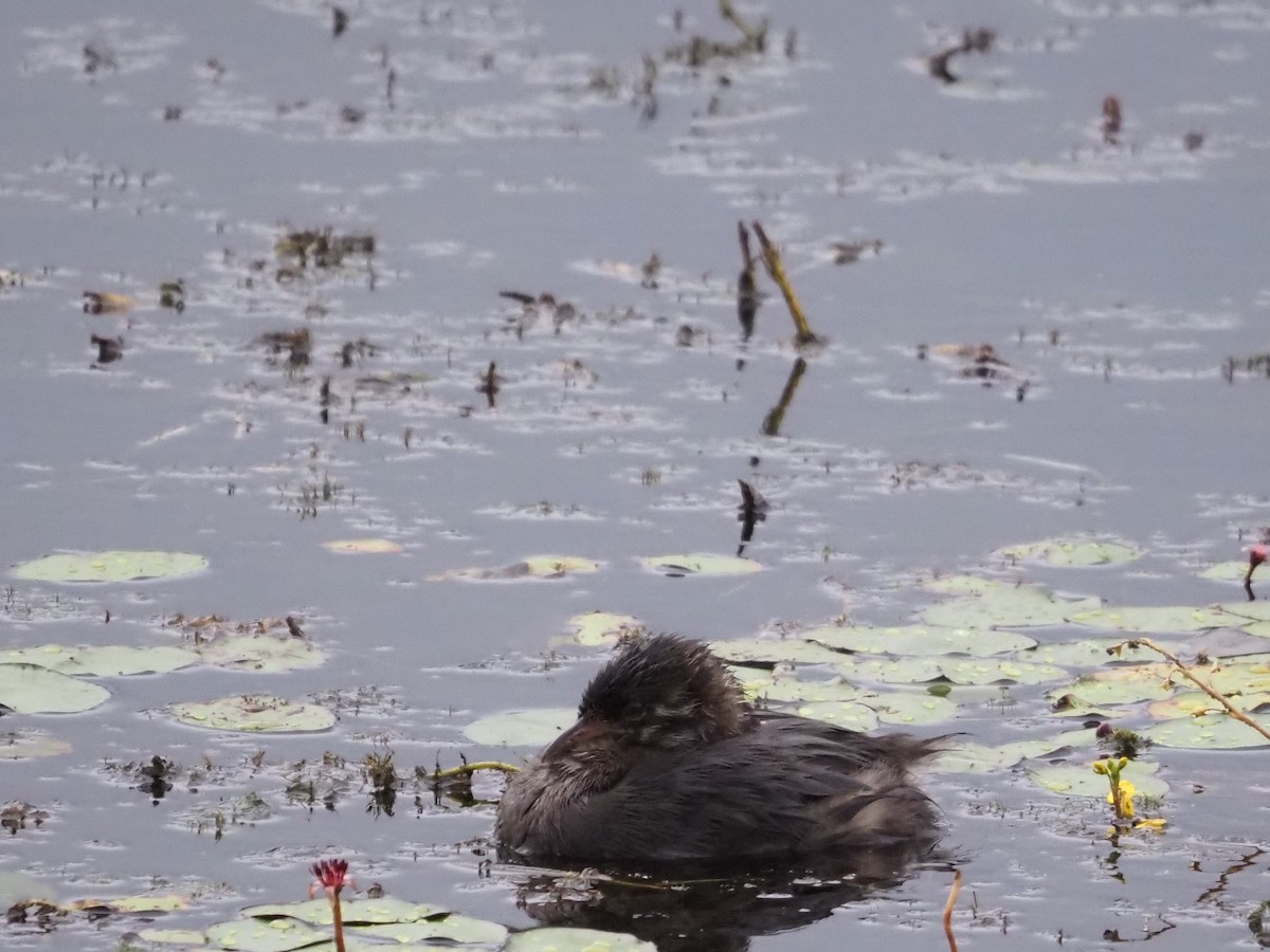 Pied-billed Grebe - ML622968382