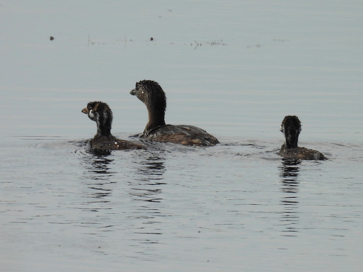 Pied-billed Grebe - ML622968446