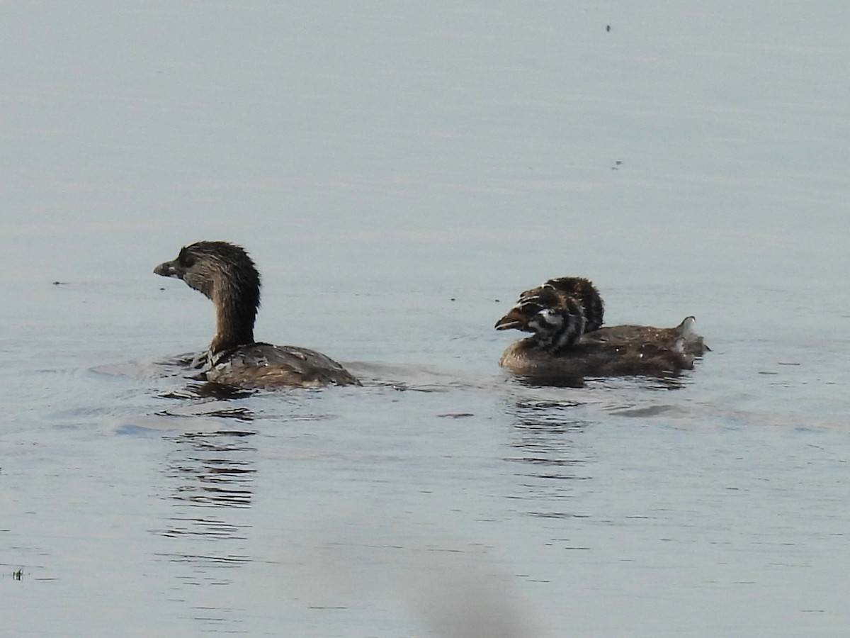 Pied-billed Grebe - ML622968447