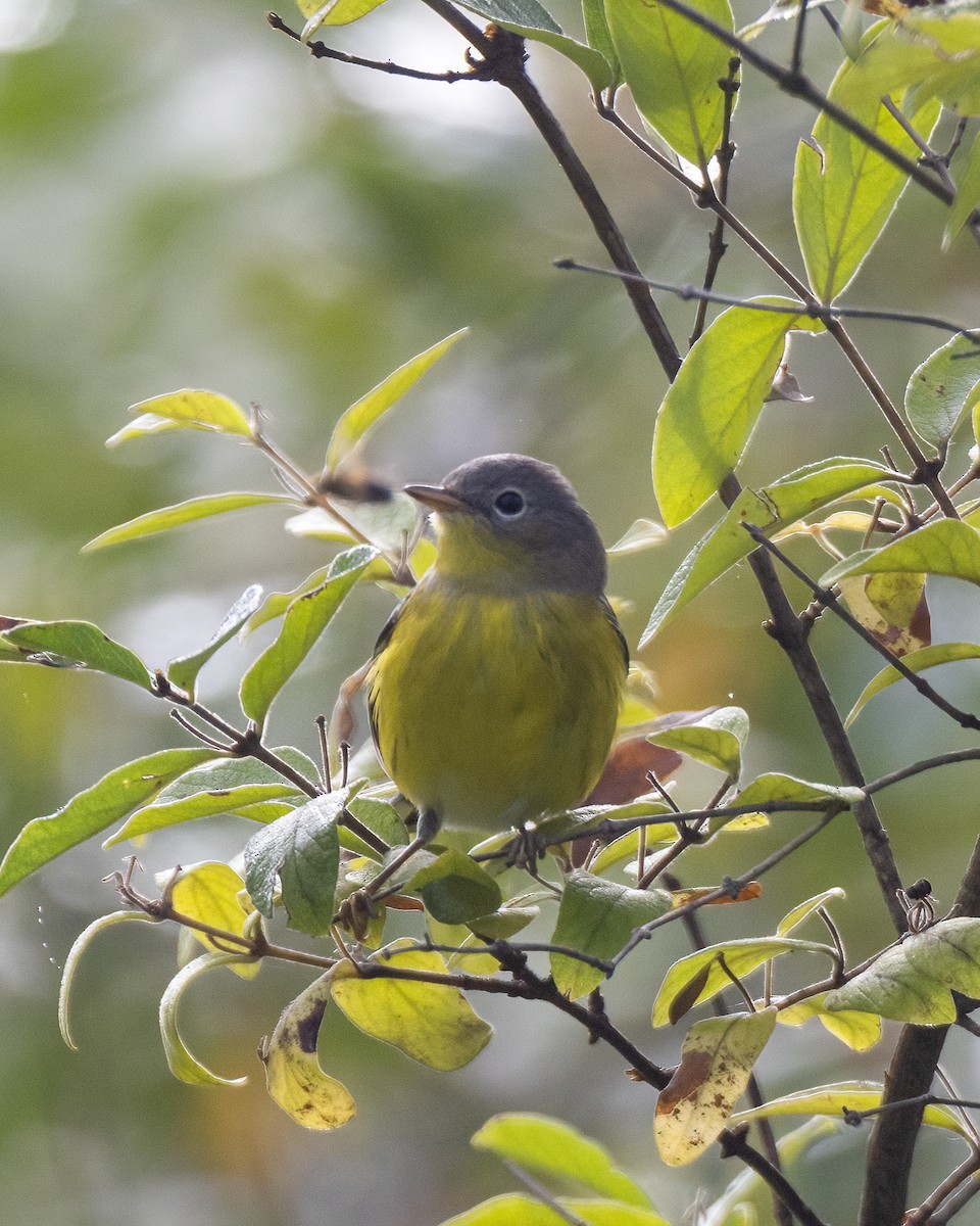 Magnolia Warbler - Kelly White