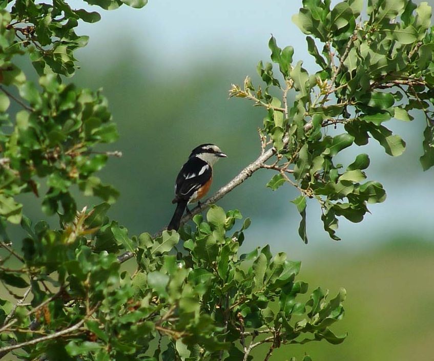 Masked Shrike - ML622968506