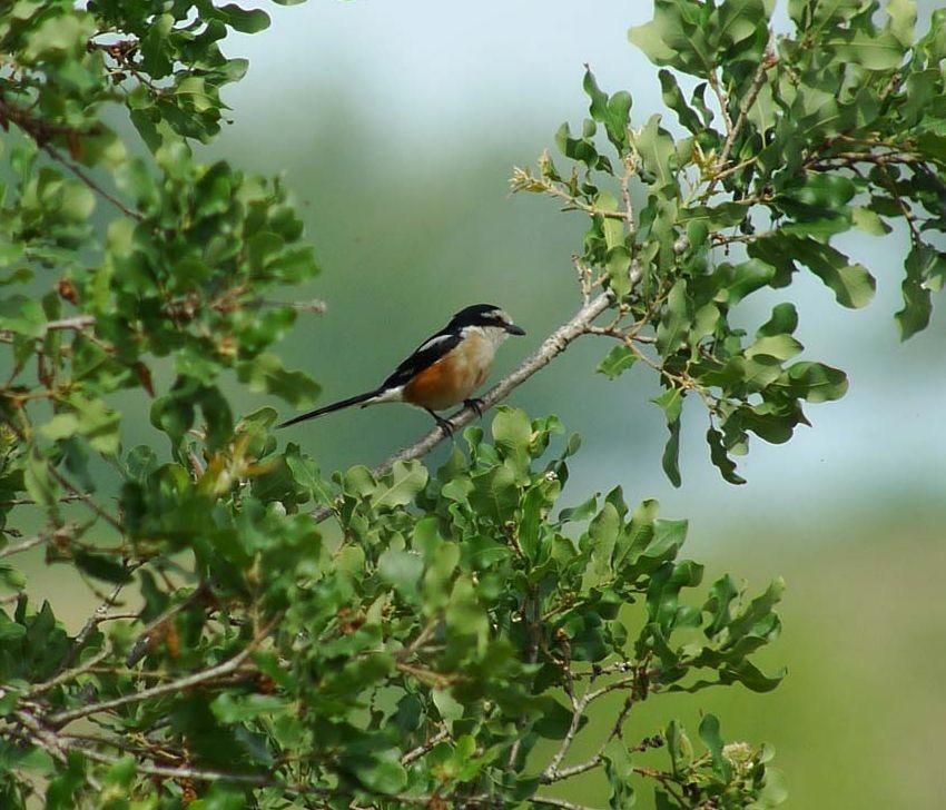 Masked Shrike - ML622968507