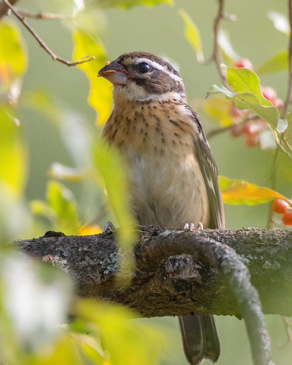 Rose-breasted Grosbeak - Kelly White