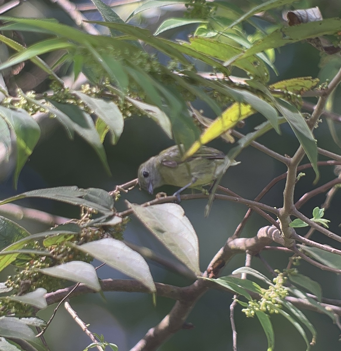 White-ruffed Manakin - Rogers "Caribbean Naturalist" Morales