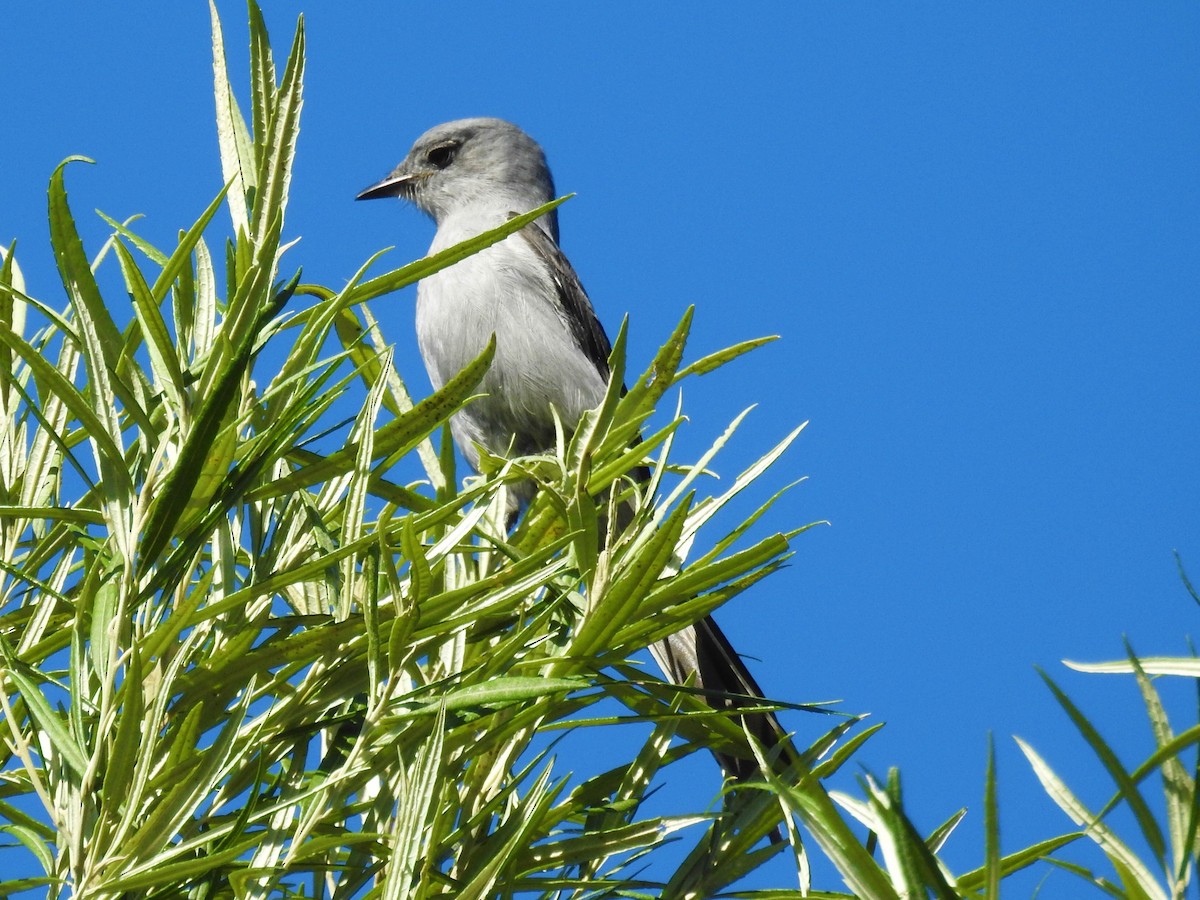 Shear-tailed Gray Tyrant - ML622968639