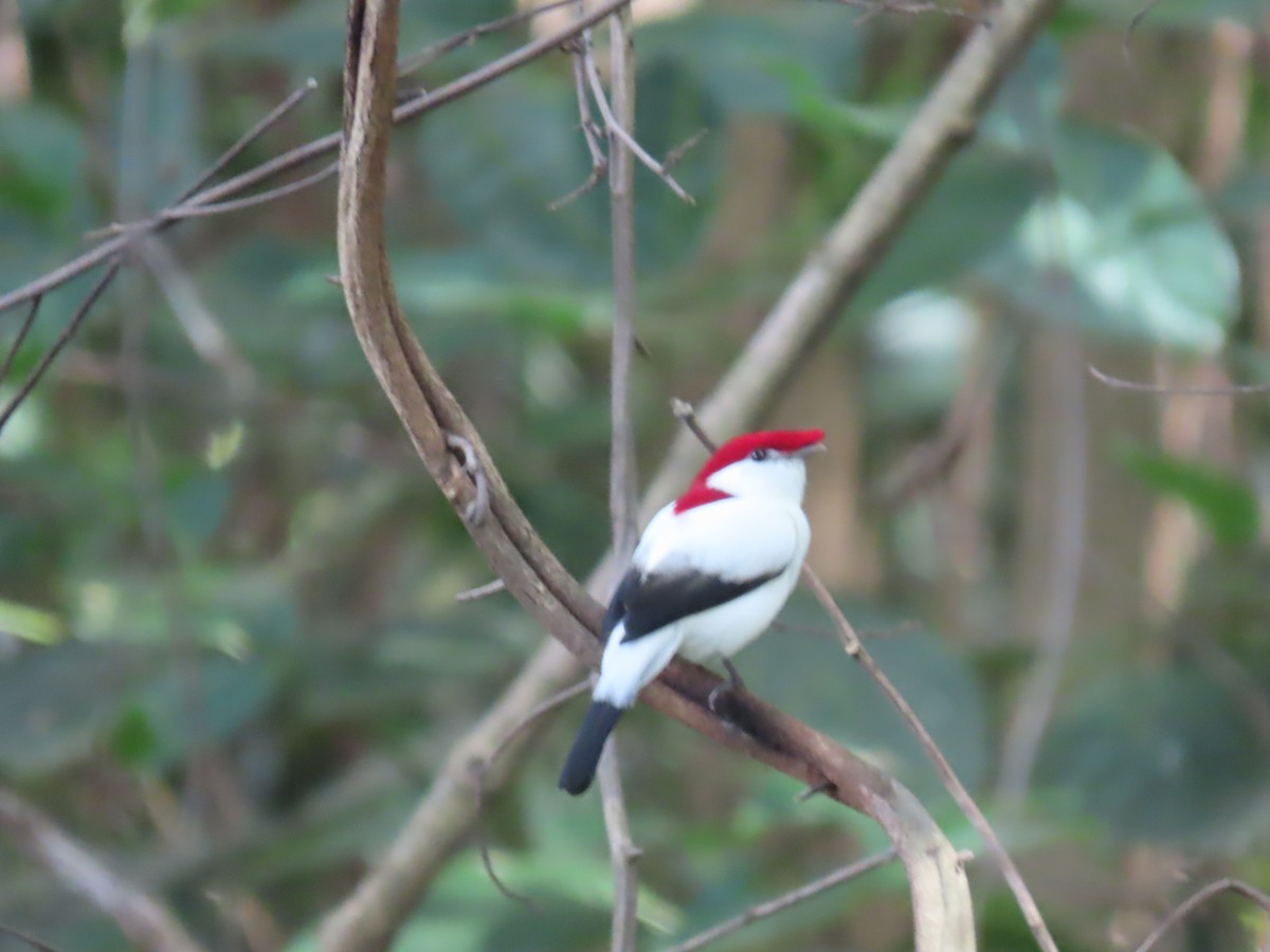 Araripe Manakin - ML622968641