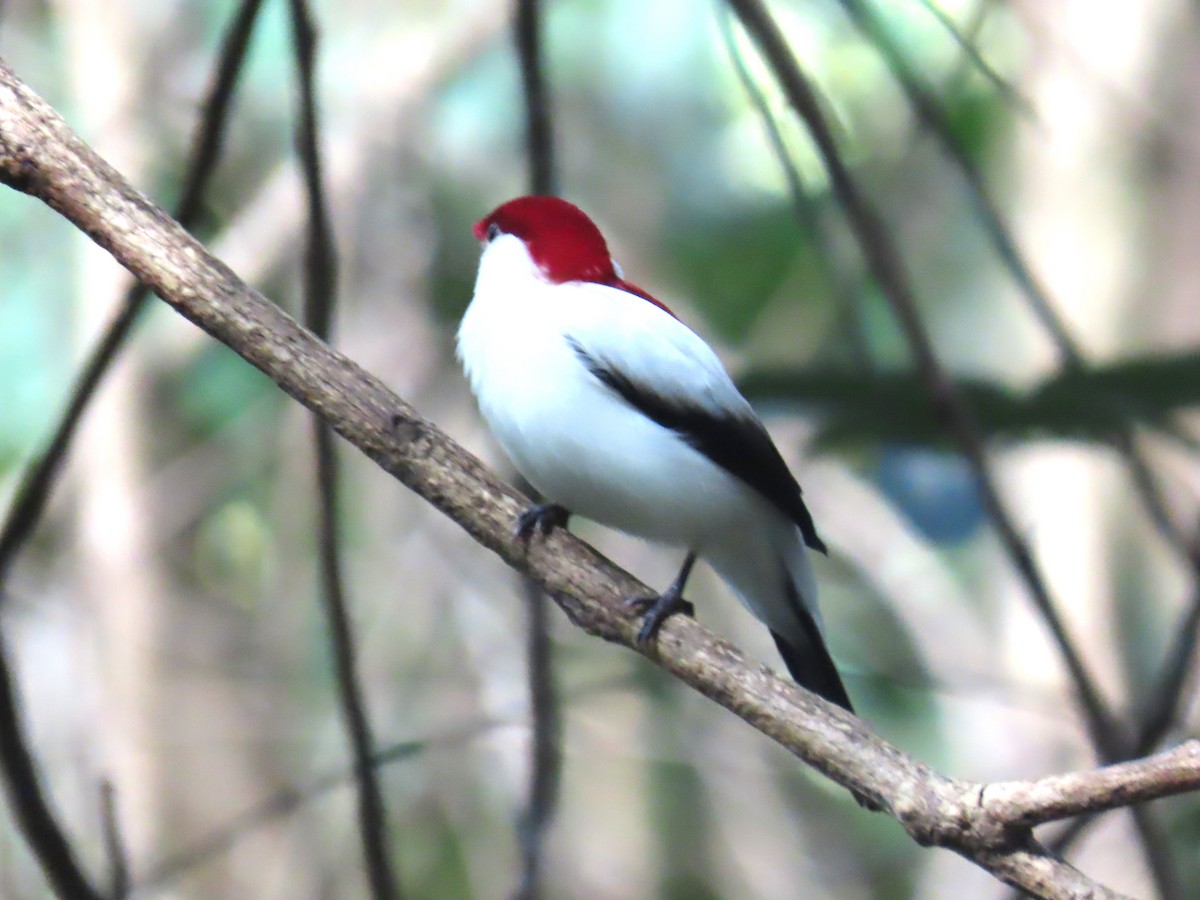 Araripe Manakin - ML622968644