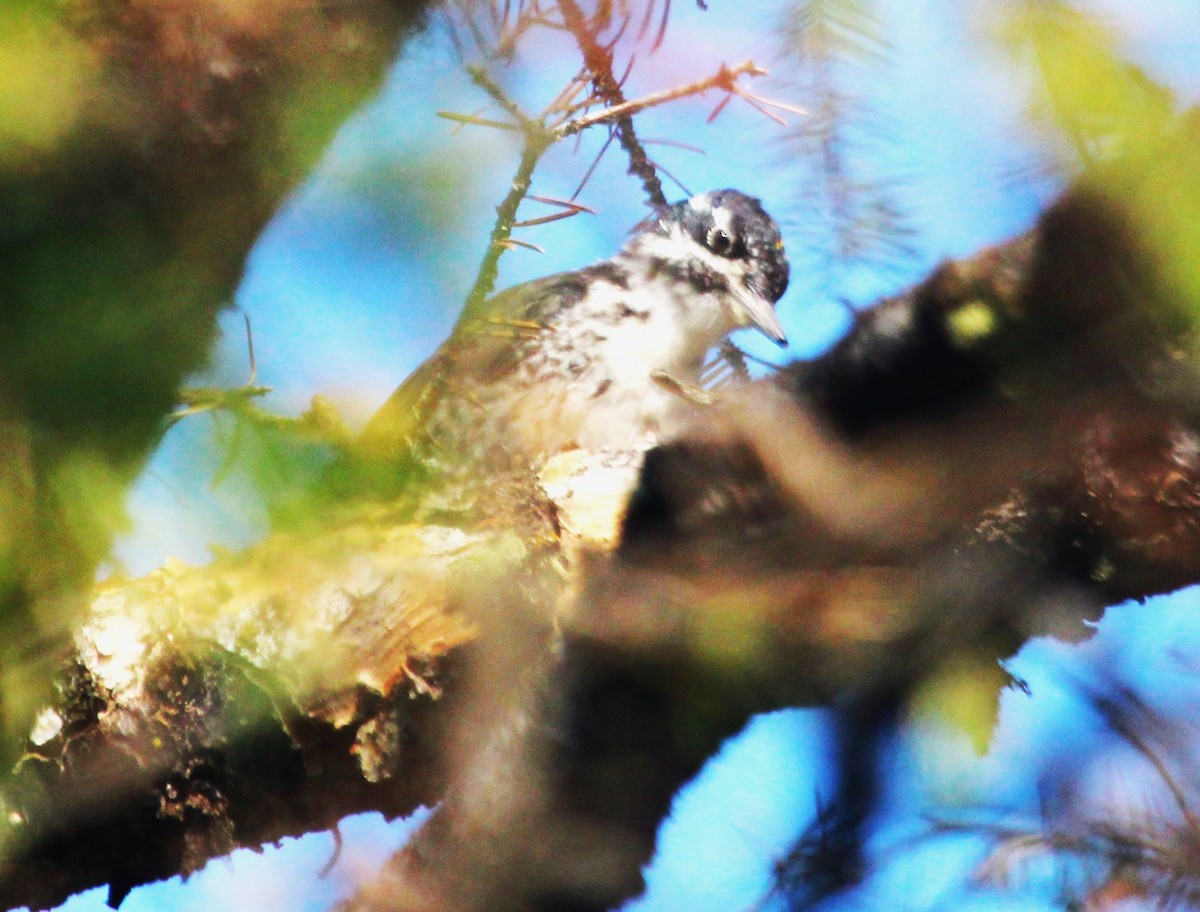 American Three-toed Woodpecker - ML622968651