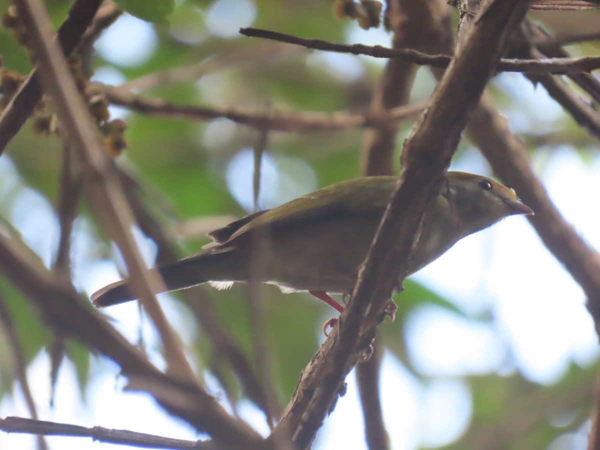 Araripe Manakin - ML622968652