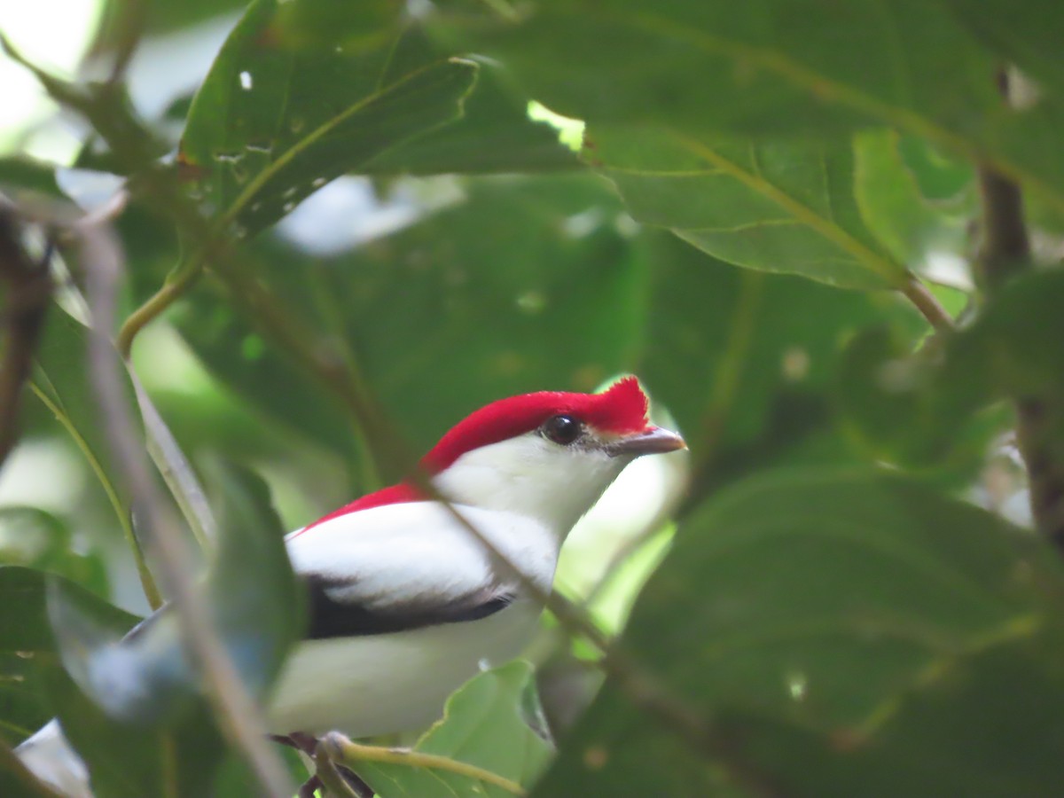 Araripe Manakin - ML622968670