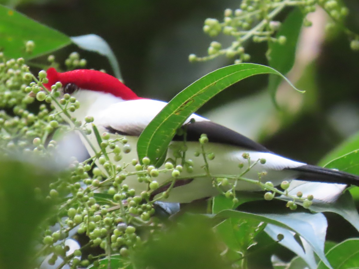 Araripe Manakin - Katherine Holland