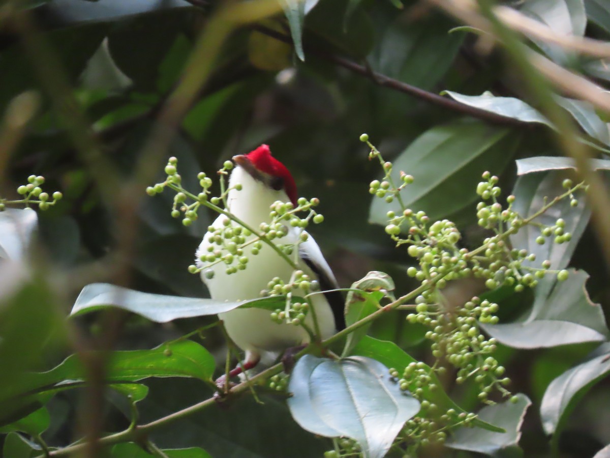 Araripe Manakin - ML622968680