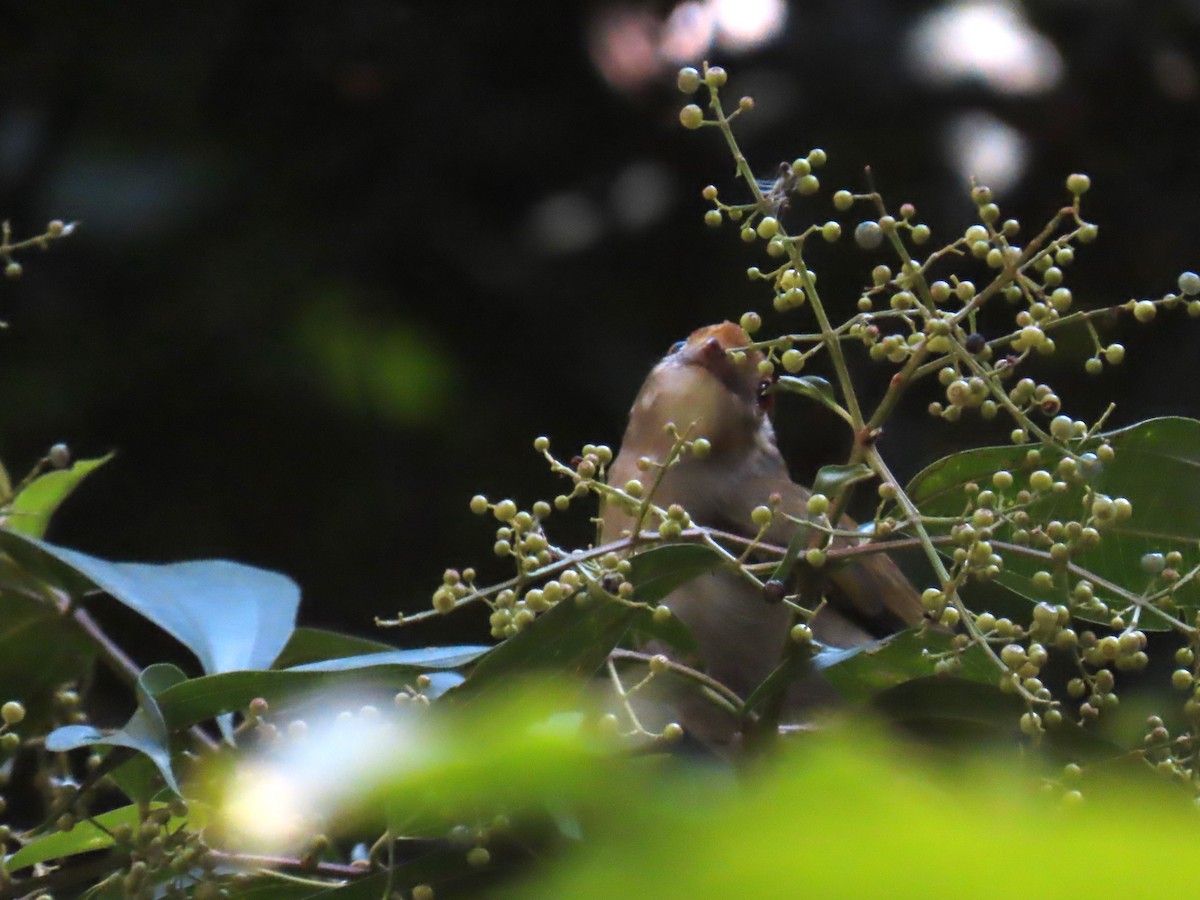 Araripe Manakin - ML622968685