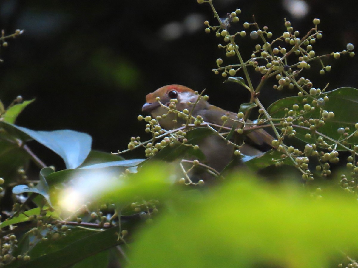 Araripe Manakin - Katherine Holland