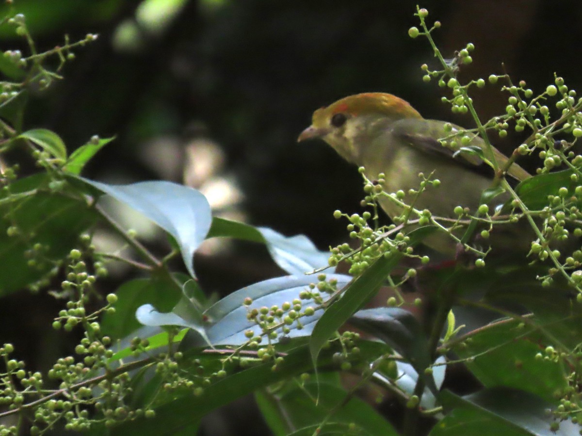 Araripe Manakin - ML622968704