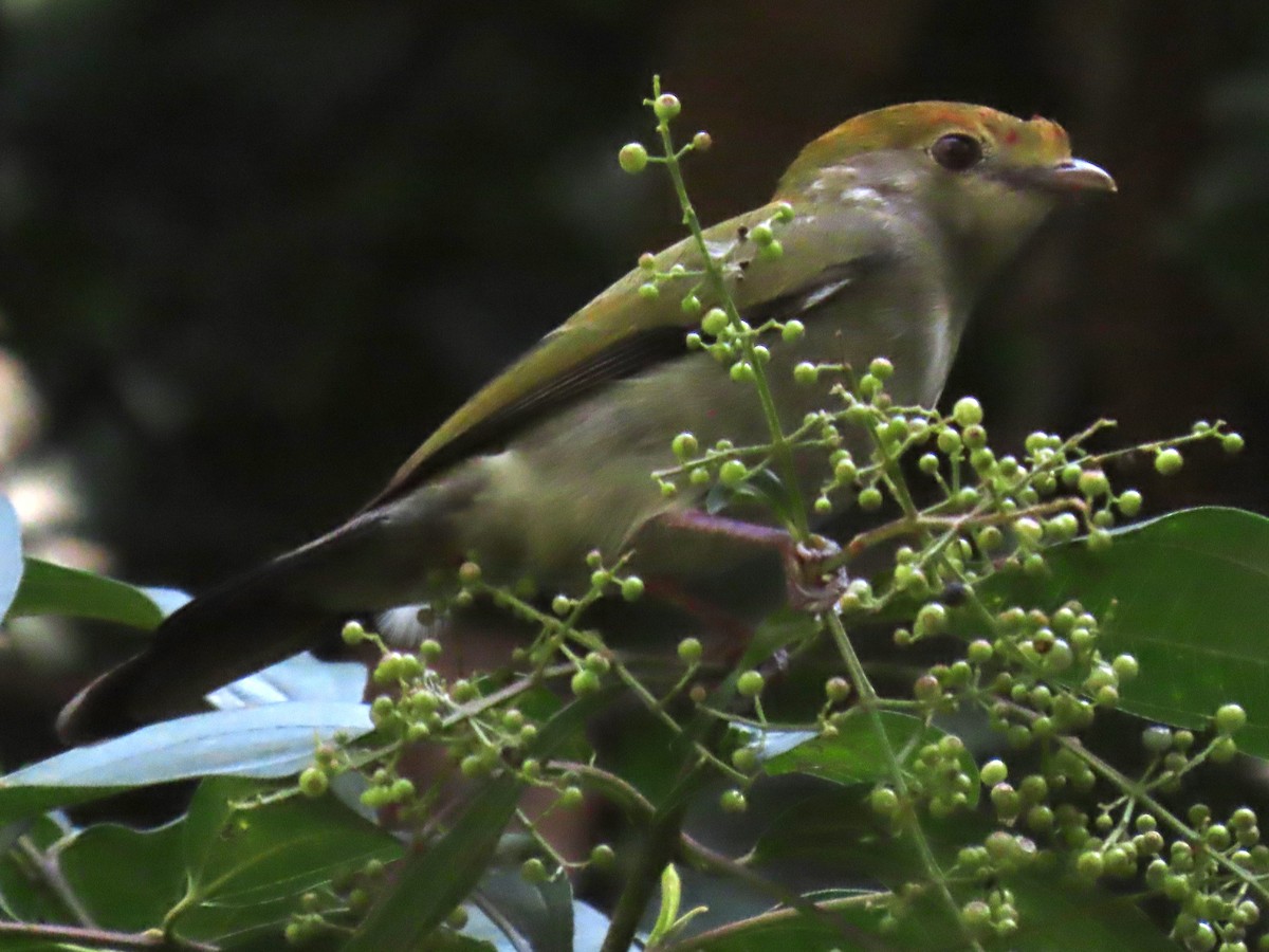 Araripe Manakin - ML622968720