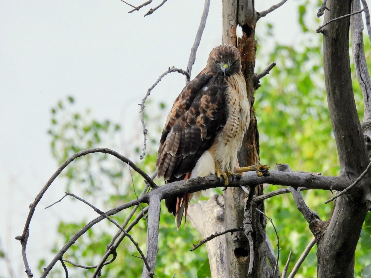 Red-tailed Hawk - patricia kuzma sell