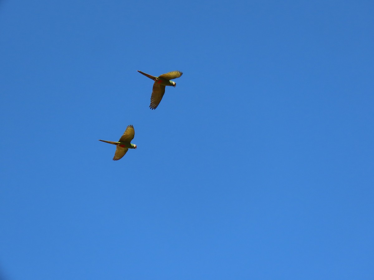 Blue-winged Macaw - ML622968823