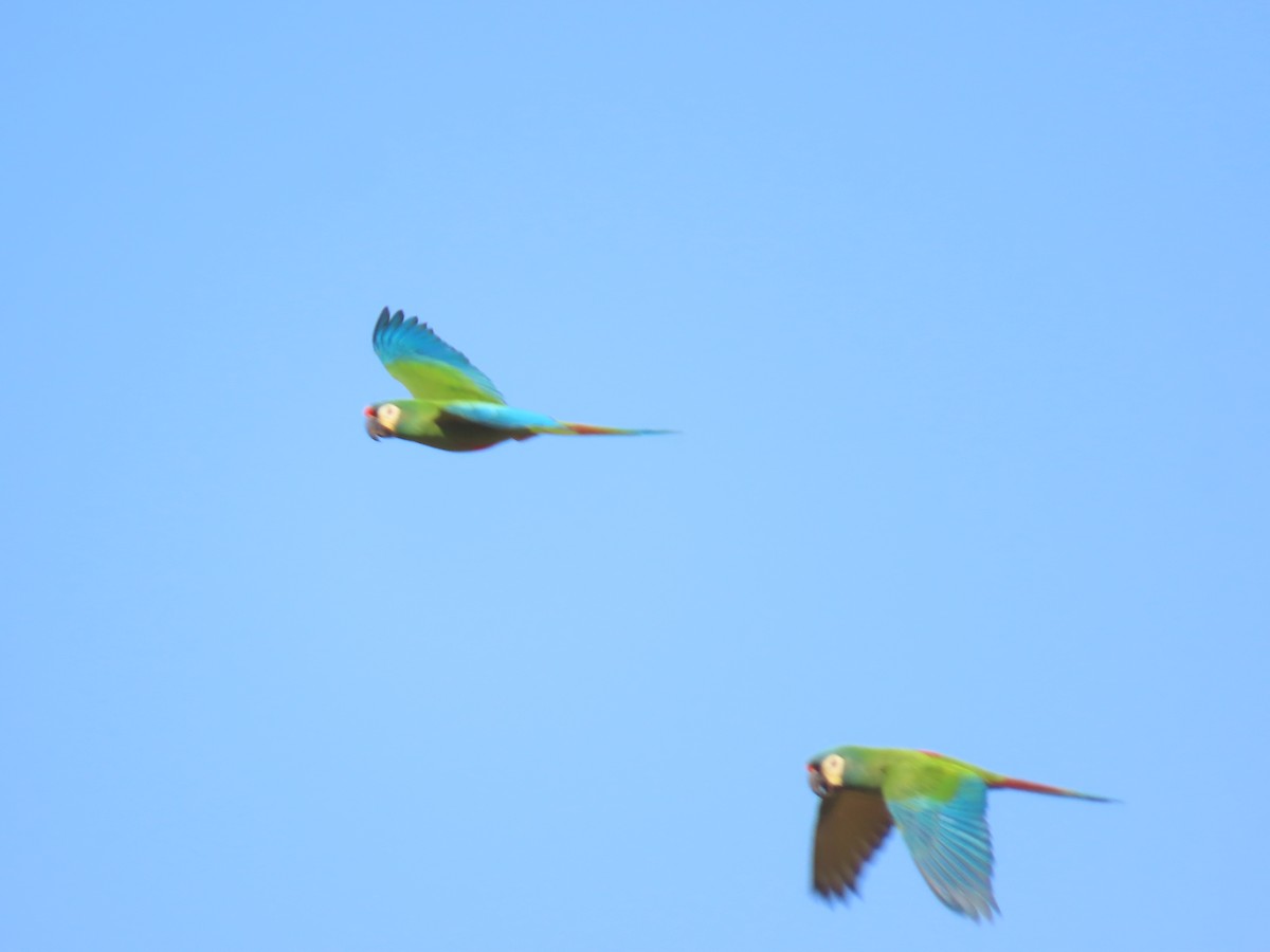 Blue-winged Macaw - ML622968866