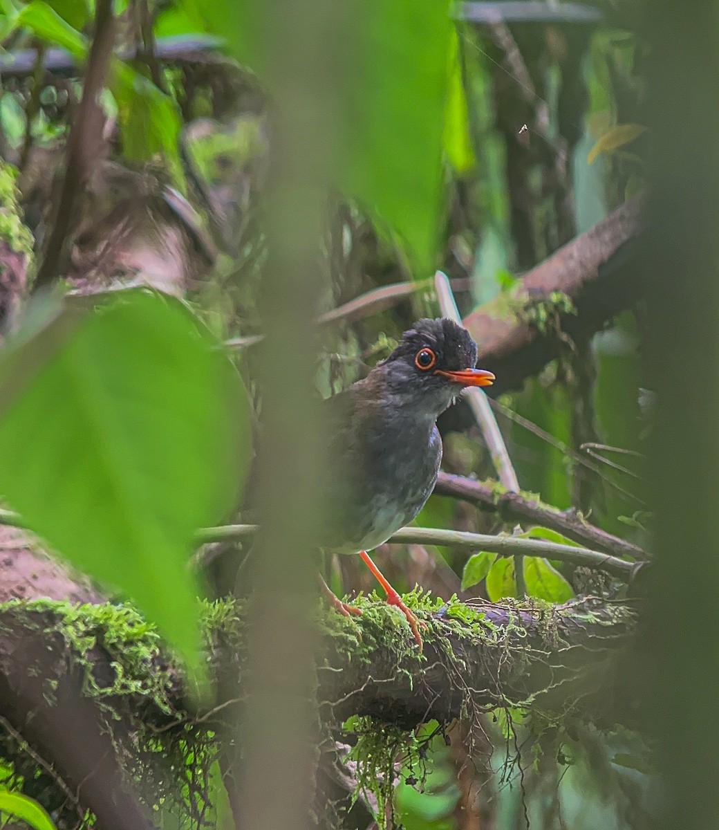 Black-headed Nightingale-Thrush - ML622968868