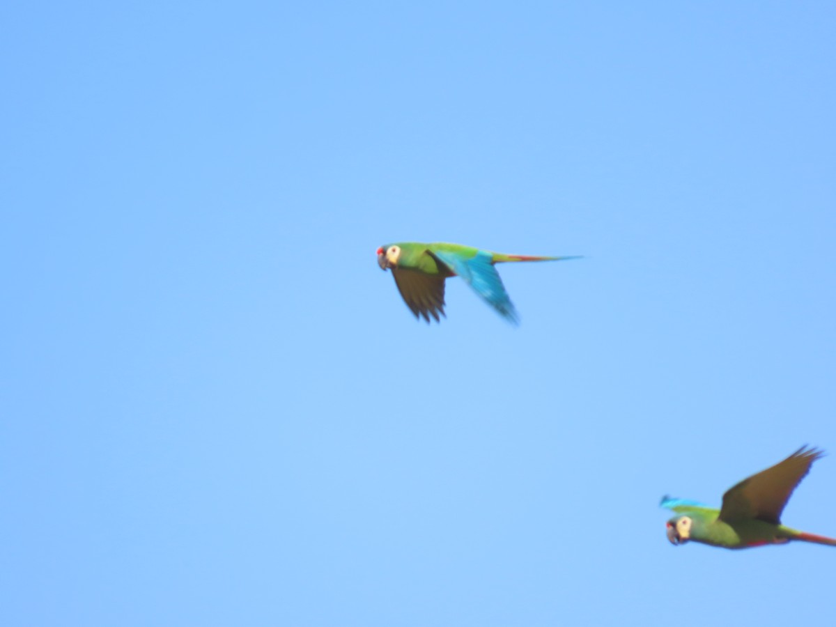 Blue-winged Macaw - ML622968875