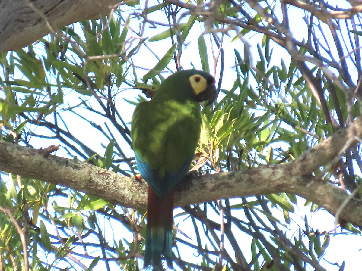 Blue-winged Macaw - ML622968888